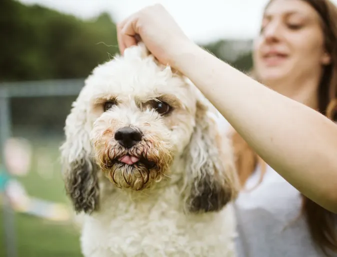 White dog with groomer